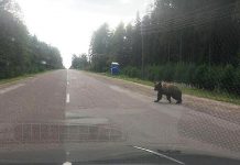 Nanūtrīcit luoci! #latgaluluocss